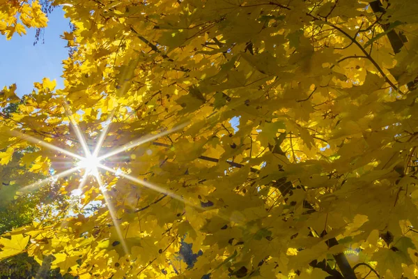 Żółte liście klonu, zbliżenie, promienie słońca świecą przez liście — Zdjęcie stockowe