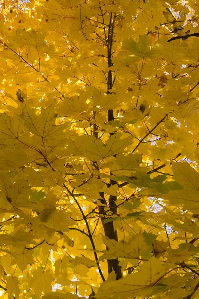 Yellow maple leaves close-up, autumn day — Stock Image Yellow maple leaves close-up, autumn day Stock Image