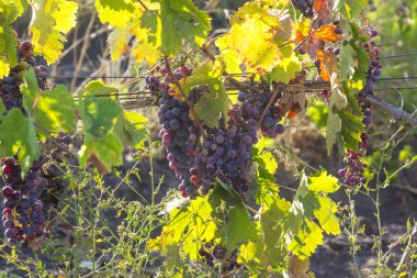 Ukrayna Organik üzüm bağları, gün batımında güneşte siyah üzüm asma, sağlıklı beslenme kavramı
