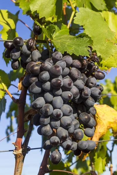 Ekologické vinice na Ukrajině, černý hrozen na slunci za soumraku, zdravý stravování — Stock fotografie