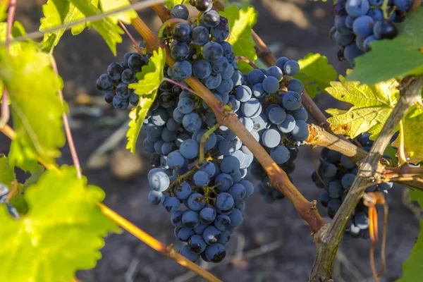 Viñas ecológicas de Ucrania, vid de uva negra al sol al atardecer, concepto de alimentación saludable — Foto de Stock