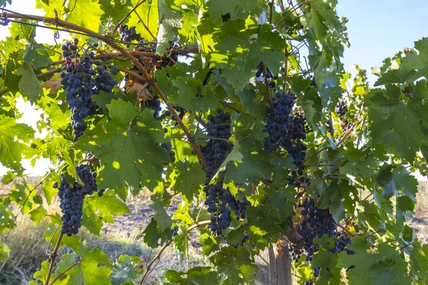 Viñas ecológicas de Ucrania, vid de uva negra al sol al atardecer, concepto de alimentación saludable — Foto de Stock