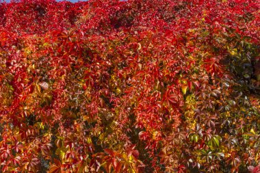 Renkli yaprakları ile kıvırcık sarmaşık dalları, sonbahar arka plan, yakın