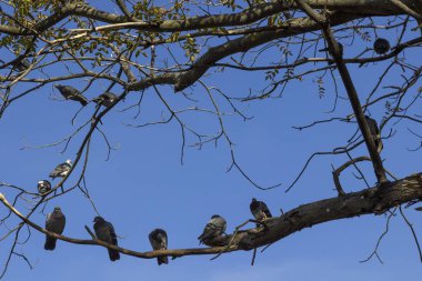Mavi gökyüzüne karşı ağaç dallarında gri güvercinler