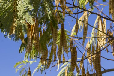 Tohumları ile Kahverengi akasya bakla, mavi gökyüzü bir arka plan üzerinde yeşil yaprakları ile şube