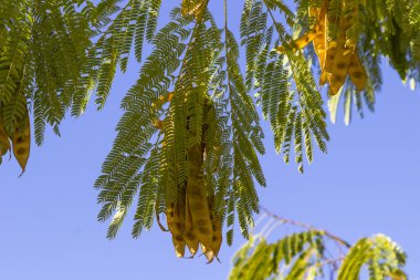 Tohumları ile Kahverengi akasya bakla, mavi gökyüzü bir arka plan üzerinde yeşil yaprakları ile şube