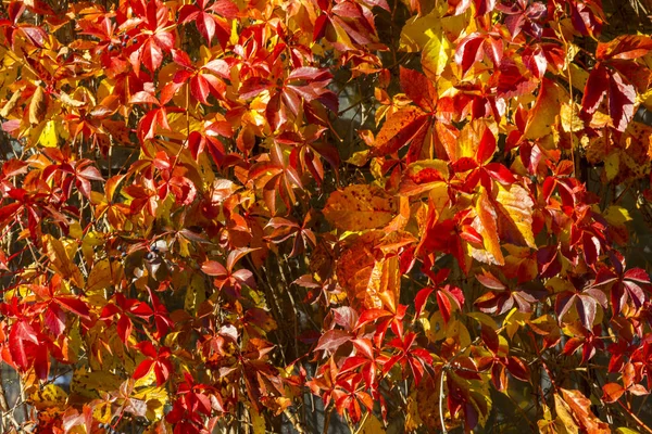 Кудрявый плющ ветви с красочными листьями, осенний фон, закрыть — стоковое фото