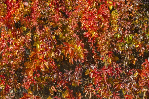 Кудрявый плющ ветви с красочными листьями, осенний фон, закрыть — стоковое фото