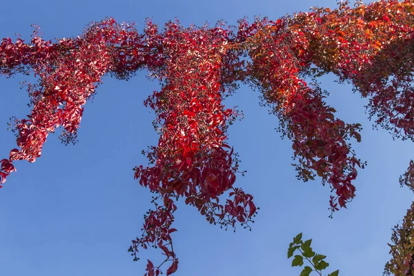 Kręcone bluszcz gałęzie z kolorowych liści na błękitne niebo, jesienne tło — Zdjęcie stockowe