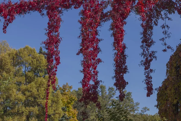 Кудрявый плющ ветви с красочными листьями на голубом небе, осенний фон — стоковое фото
