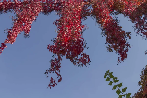 Kręcone bluszcz gałęzie z kolorowych liści na błękitne niebo, jesień backrgound — Zdjęcie stockowe