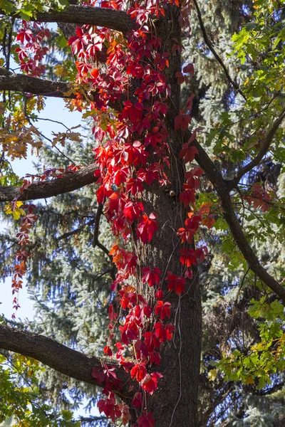 Кудрявый плющ ветви с красными листьями на стволе дерева, осенний фон — стоковое фото