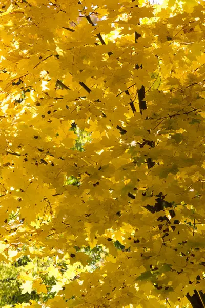 Żółty klon pozostawia zbliżenie, jesienny dzień — Zdjęcie stockowe