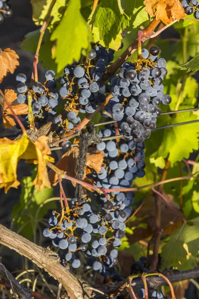 Viñas ecológicas de Ucrania, vid de uva negra al sol al atardecer, concepto de alimentación saludable — Foto de Stock