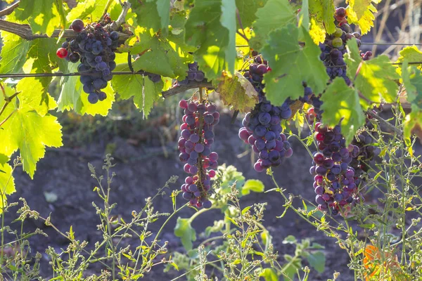 Viñas ecológicas de Ucrania, vid de uva negra al sol al atardecer, concepto de alimentación saludable — Foto de Stock