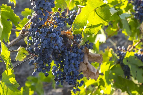 Viñas ecológicas de Ucrania, vid de uva negra al sol al atardecer, concepto de alimentación saludable — Foto de Stock