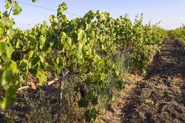 Ekologické vinice na Ukrajině, pojetí zdravého stravování — Stock fotografie