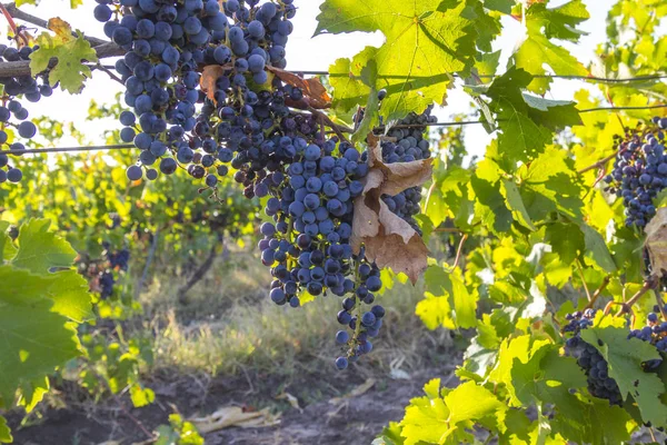 Органические виноградники Украины, черная виноградная лоза на закате солнца, концепция здорового питания — стоковое фото