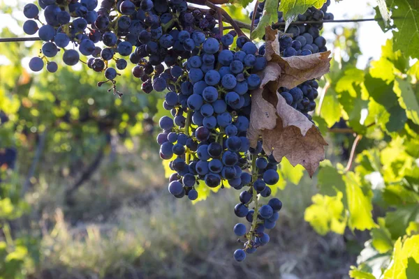 Viñas ecológicas de Ucrania, vid de uva negra al sol al atardecer, concepto de alimentación saludable — Foto de Stock