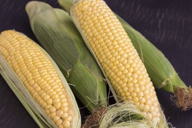 Çiğ mısır koçanları soyulmuş ve yapraklarında mısır koçanları. Siyah arka plan
