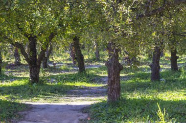 Bahçede yol, yeşil yapraklı ağaçlar