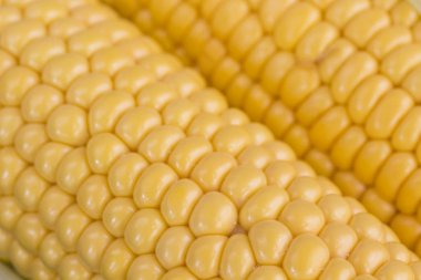 Sarı taneli mısır kulağı. Close