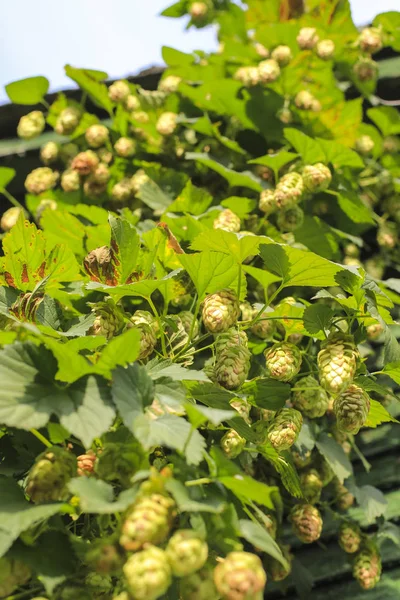 Fading cones and hop leaves in the sunshine