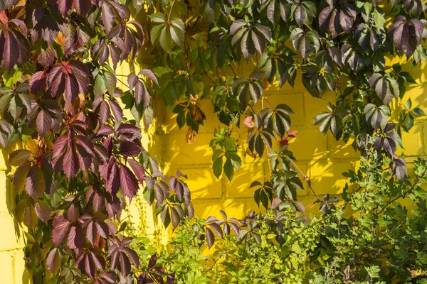 Ivy is curling along a yellow wall. Bright sunny autumn day — Stock Photo, Image