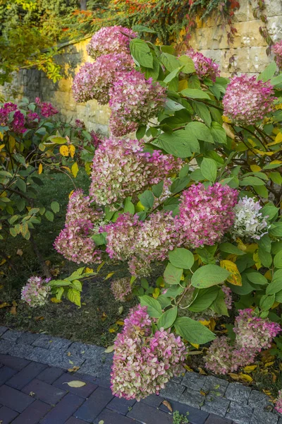 Hortensia floreciente en otoño contra una pared de piedra — Foto de Stock