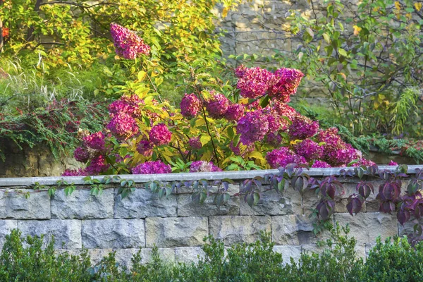 Hortensia floreciente en los rayos del sol poniente. Otoño — Foto de Stock