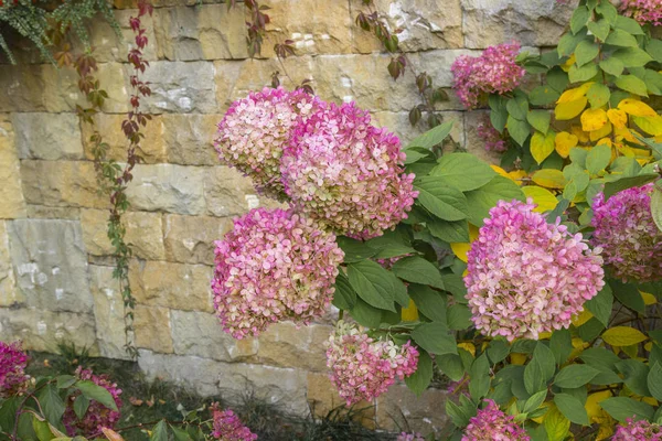 Hortensia floreciente en otoño contra una pared de piedra — Foto de Stock