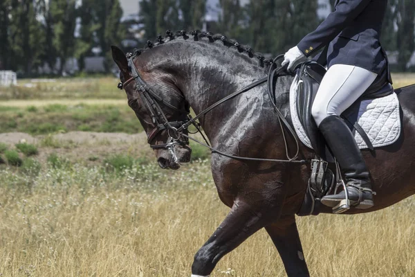 Jinete en la silla de montar, el caballo camina sobre la hierba, parte del marco — Foto de Stock