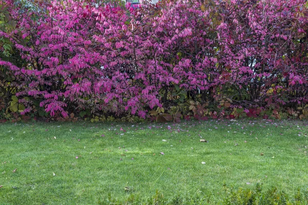 Borstels met roze bladeren en groen gras in het park. — Stockfoto