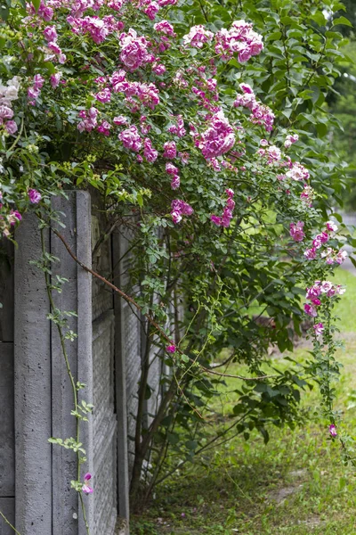 Rosas florecientes en la cerca, primer plano — Foto de Stock