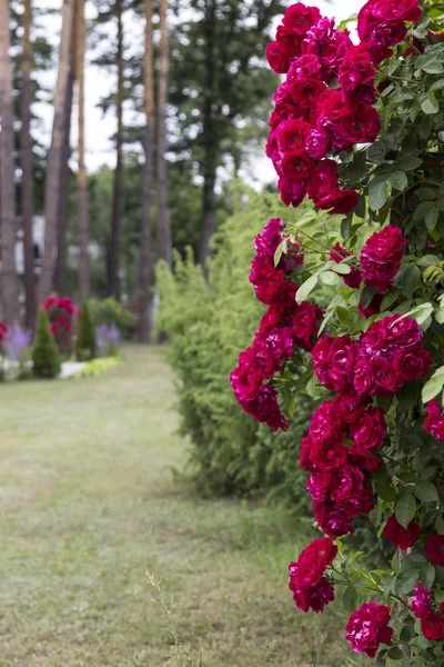 Rosas florecientes en el parque, primer plano — Foto de Stock