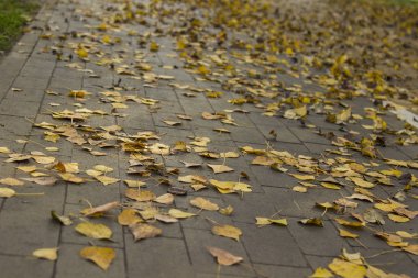 Sonbahar yaprakları yakın planda.
