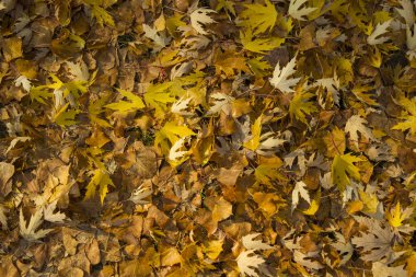 Sonbahar akçaağaç yaprakları, üst görünüm