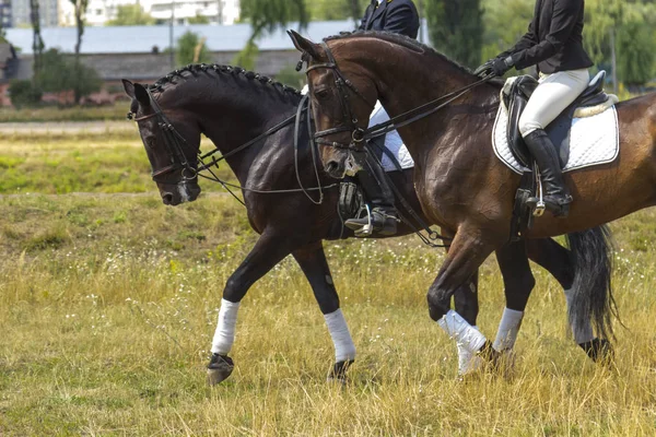Dos jinetes en la silla de montar, caballos caminan sobre la hierba, parte del marco — Foto de Stock