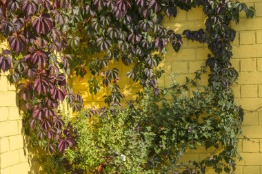 Sarı tuğlalı duvardaki Ivy. Parlak sonbahar güneşi
