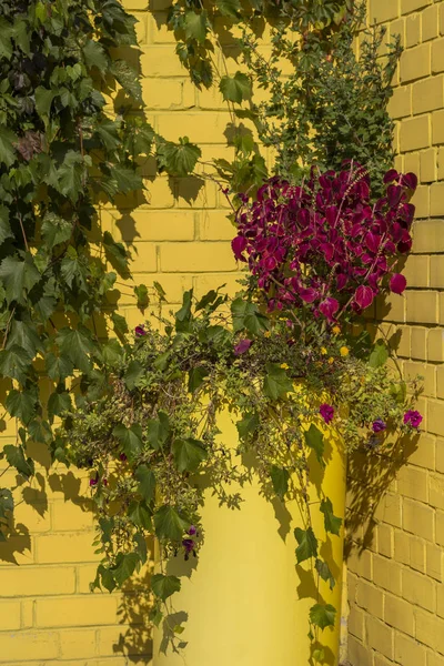 Hiedra en una pared de ladrillo amarillo. Sol de otoño brillante —  Fotos de Stock