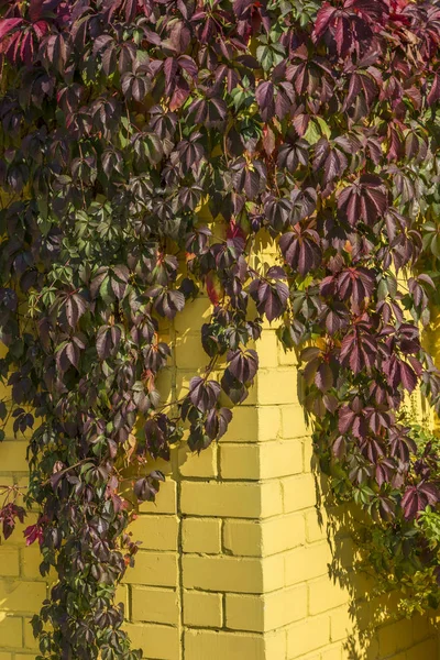 Hiedra en una pared de ladrillo amarillo. Sol de otoño brillante —  Fotos de Stock