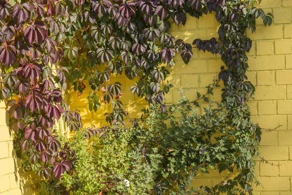 Hiedra en una pared de ladrillo amarillo. Sol de otoño brillante —  Fotos de Stock