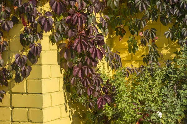 Hiedra en una pared de ladrillo amarillo. Sol de otoño brillante —  Fotos de Stock