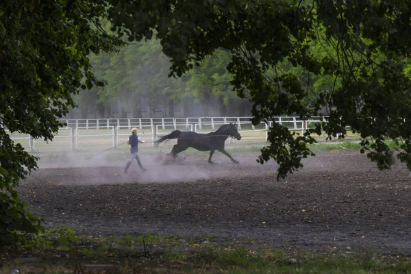 Correr a caballo en el campo de entrenamiento. Caballo en una nube de polvo — Foto de Stock