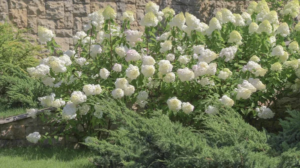 Weiße Hortensienbüsche, Zäune aus Naturstein — Stockfoto