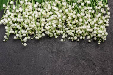 Bahar zambakları vadiyi kaplıyor. Siyah arka plan. Boşluğu kopyala