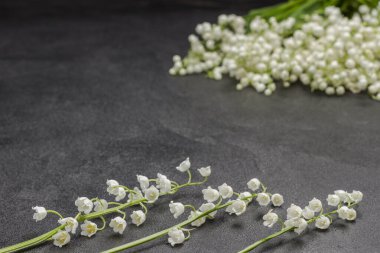 Bahar zambakları vadiyi kaplıyor. Siyah arka plan. Boşluğu kopyala