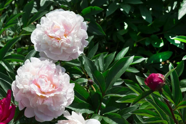 Bloeiende Witte Pioenrozen Sluit Maar Natuurlijke Achtergrond — Stockfoto