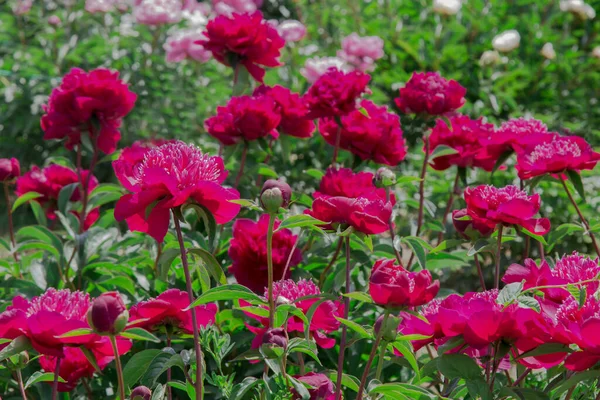 Kwitnące Różowe Piwonie Wśród Zielonych Liści Naturalne Tło — Zdjęcie stockowe