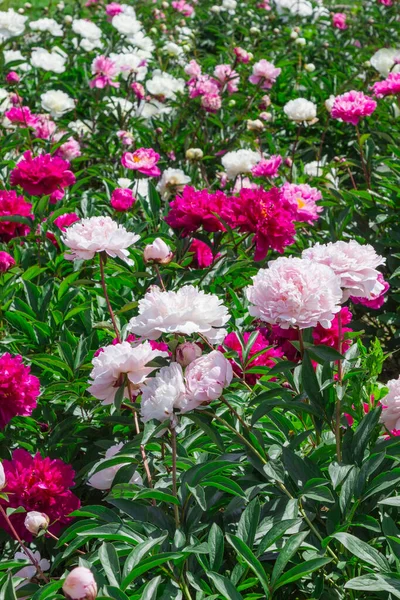 Blommande Vita Och Ljusrosa Pioner Bland Gröna Blad Naturlig Bakgrund — Stockfoto